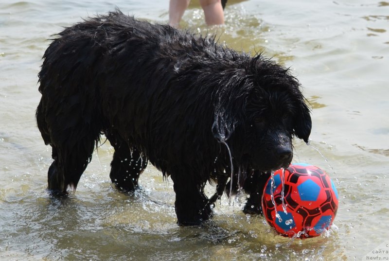 Фото: ньюфаундленд Сандра Роуз Бавария Бель (Sandra Rose Bavariya Belle)