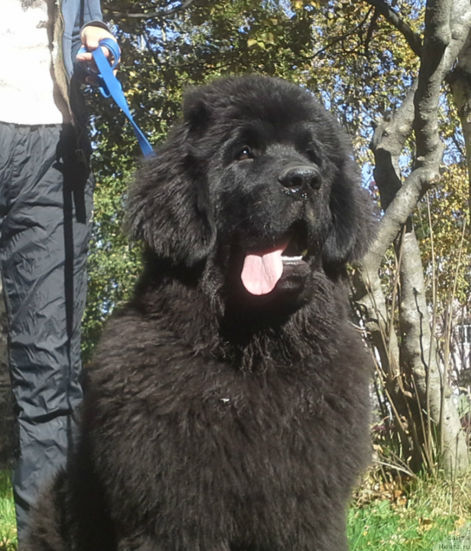 Фото: ньюфаундленд Черная Мафия Маттер оф Тиме (Chernaya Mafia Matter of Time)