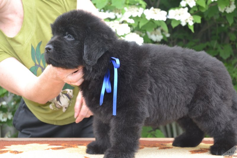 Фото: ньюфаундленд Талисман Моря Манящая Стихия