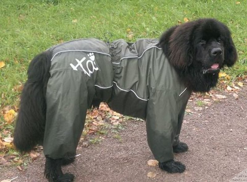 Фотография № 136096