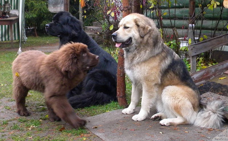 Фото: ньюфаундленд Акватория Келвин Кадриль (Aquatoriya Kelvin Kadril), ньюфаундленд I Follow The Sun de L'Etoile de Cyrice, Филимон