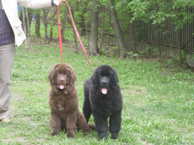Фото: ньюфаундленд Ангел Моей Души Сладкая Шоколадка (Angel Moey Duchi Sladkaya Shokoladka), ньюфаундленд Артур Львиное Сердце Сын Вояджера