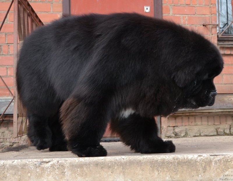 Фото: ньюфаундленд Likefather Like Son Midnight Bear, 18 месяцев