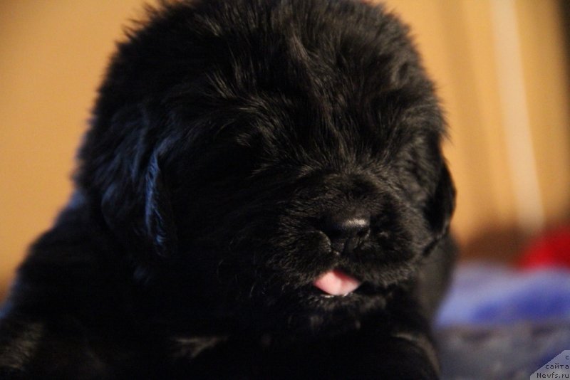 Фото: ньюфаундленд Vivienne Westwood Dinastiya Soverchenstva