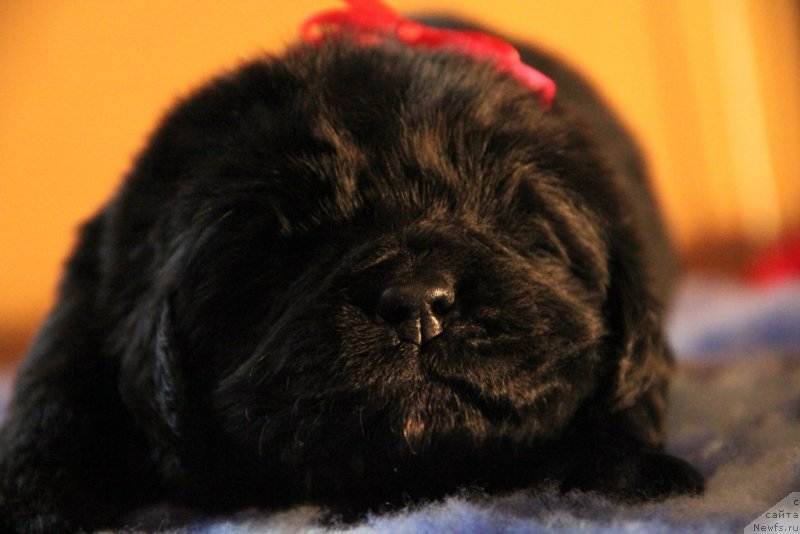 Фото: ньюфаундленд Vivienne Westwood Dinastiya Soverchenstva