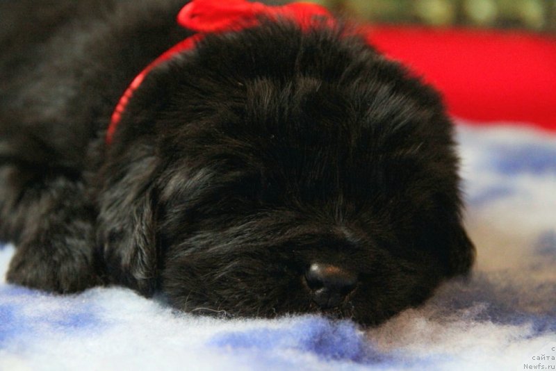 Фото: ньюфаундленд Vivienne Westwood Dinastiya Soverchenstva