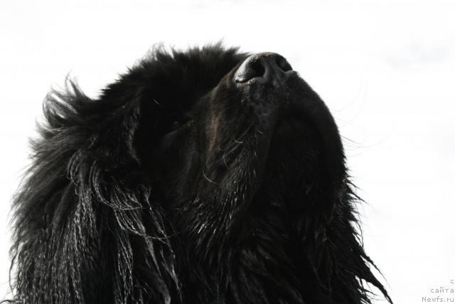 Фото: ньюфаундленд Смигар Энди Джолли Дольфин