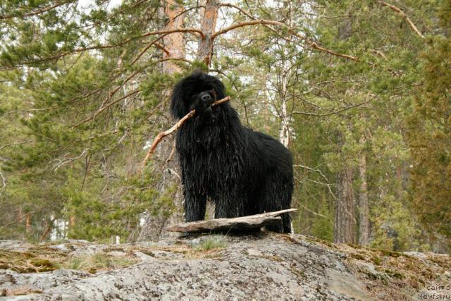 Фото: ньюфаундленд Смигар Энди Джолли Дольфин