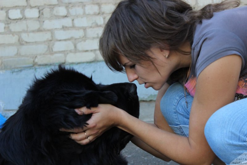 Фото: ньюфаундленд Севертан Челентано, Татьяна Тихонова