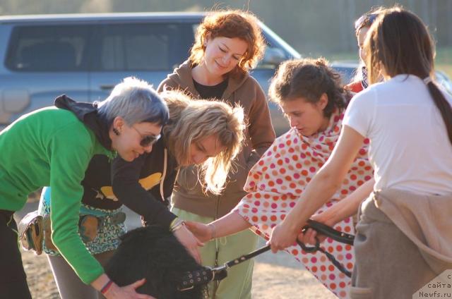 Фото: ньюфаундленд Смигар Энди Джолли Дольфин