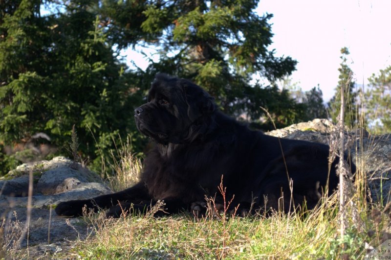 Фото: ньюфаундленд Акватория Келвин Королева Марго