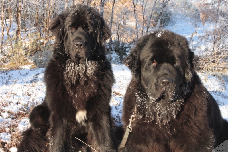 Фото: ньюфаундленд Neretum Tribe Xagrid, ньюфаундленд Янтарная Мечта
