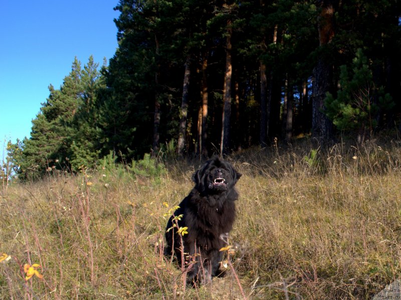 Фото: ньюфаундленд Акватория Келвин Королева Марго