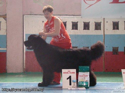 Фото: Екатерина Кузнецова, ньюфаундленд Потап Талисман