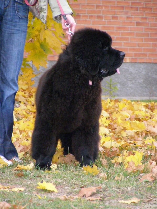 Фотография № 136159