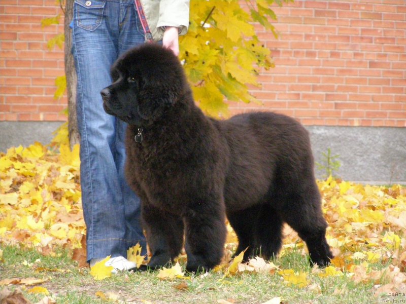 Фотография № 136161