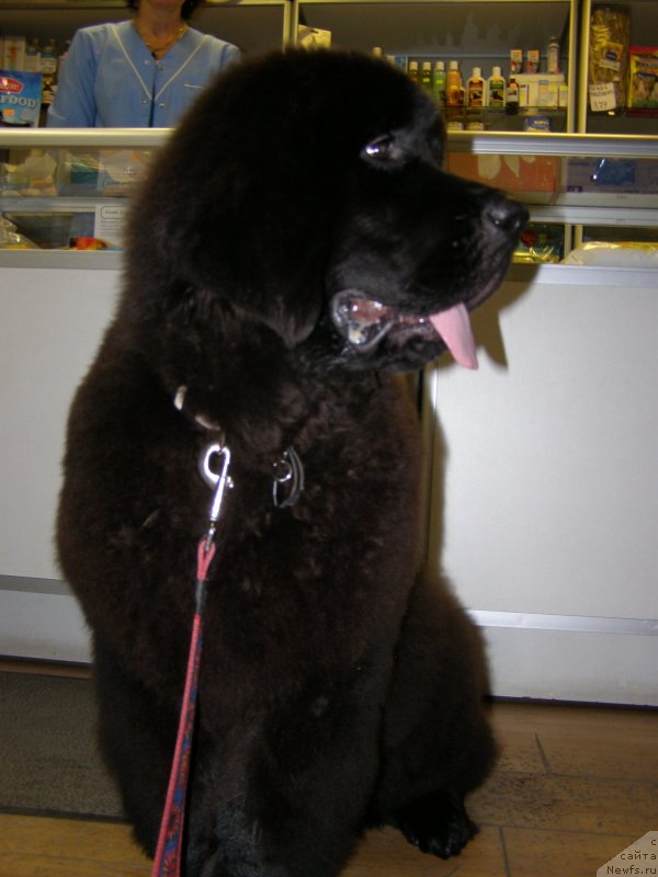 Фотография № 136165