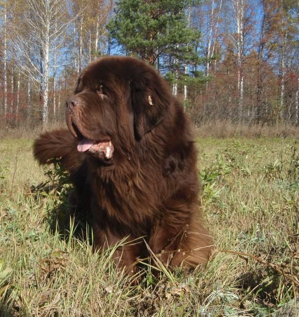 Фото: ньюфаундленд Супер Премиум Брабус