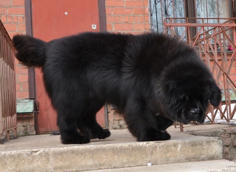 Фото: ньюфаундленд Likefather Like Son Midnight Bear