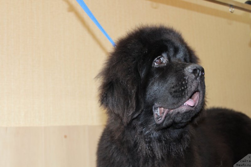 Фото: ньюфаундленд Сент Джонс Жирар Реми (Sent Djons Zhirar Remi)