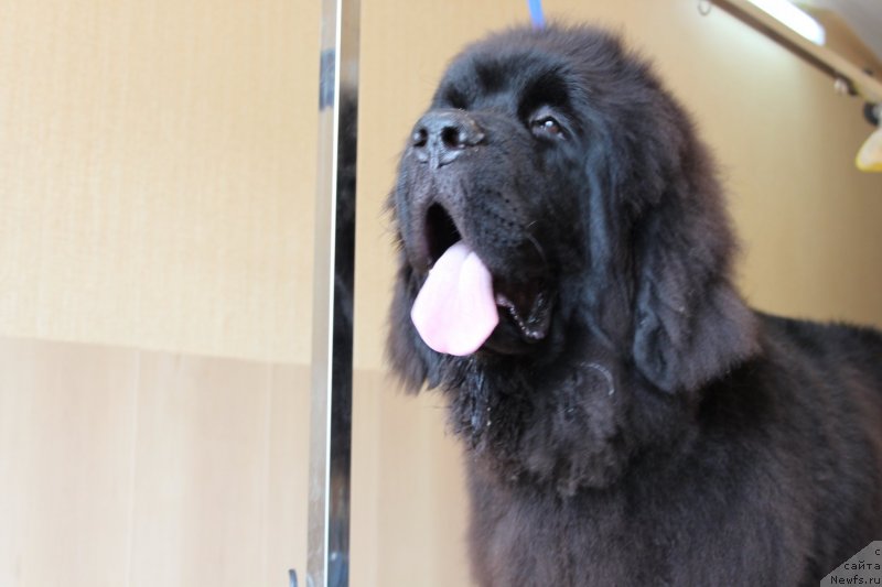 Фото: ньюфаундленд Сент Джонс Жирар Реми (Sent Djons Zhirar Remi)