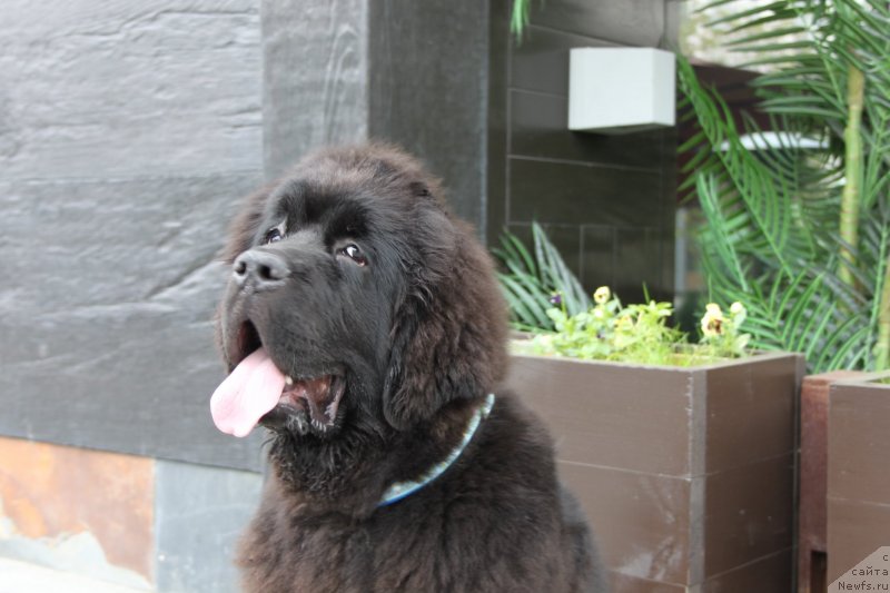 Фото: ньюфаундленд Сент Джонс Жирар Реми (Sent Djons Zhirar Remi)