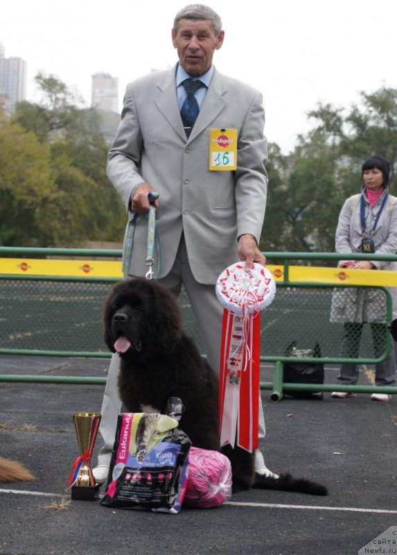 Фото: ньюфаундленд Сент Джонс Жирар Реми (Sent Djons Zhirar Remi), Юрий Рахтиенко