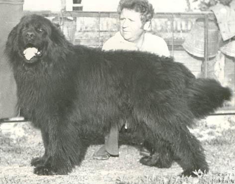 Фото: ньюфаундленд Микки Аскри