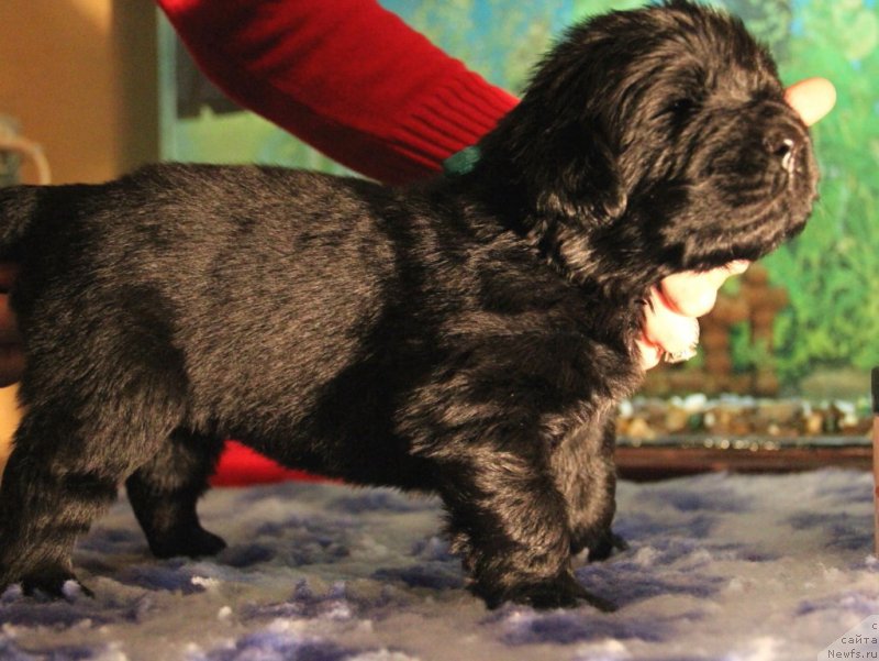 Фото: ньюфаундленд Бегущая по Волнам Хаста ла Виста (Beguschaya po Volnam Hasta la Vista)