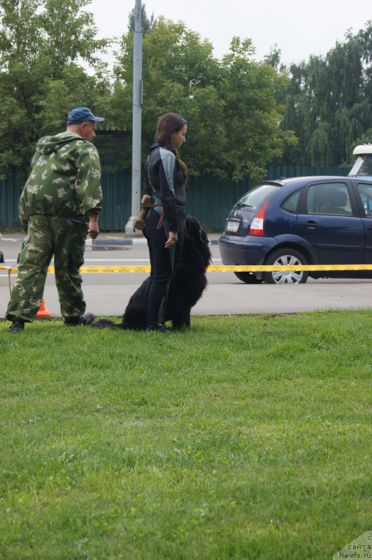 Фото: ньюфаундленд Бегущая по Волнам Фогет Ми Нот, Александра Фетисова