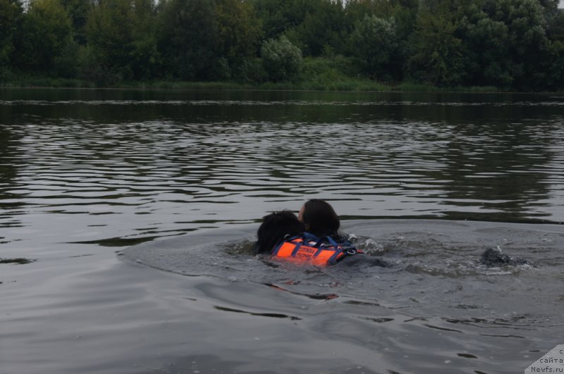 Фото: ньюфаундленд Бегущая по Волнам Фогет Ми Нот, Александра Фетисова