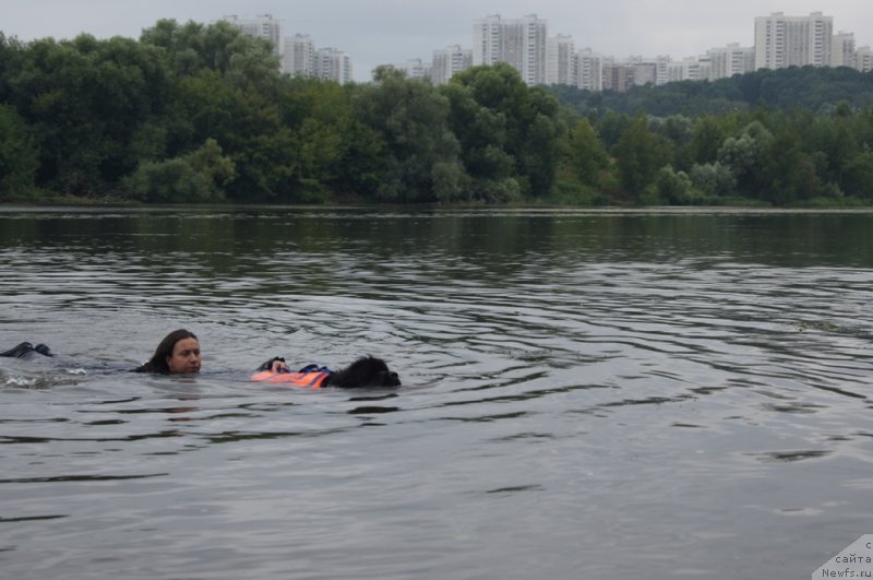 Фото: ньюфаундленд Бегущая по Волнам Фогет Ми Нот, Александра Фетисова