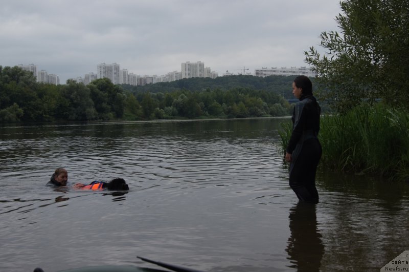 Фото: Галина Артюшина, ньюфаундленд Бегущая по Волнам Фогет Ми Нот, Александра Фетисова