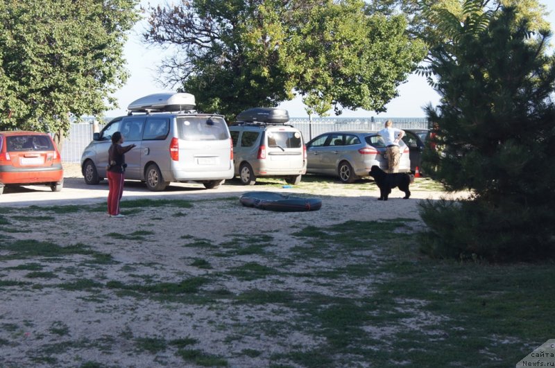 Фото: Александра Фетисова, ньюфаундленд Бегущая по Волнам Фогет Ми Нот