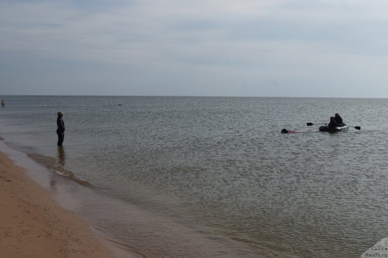 Фото: ньюфаундленд Бегущая по Волнам Фогет Ми Нот, Александра Фетисова