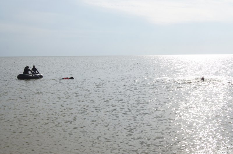 Фото: Александра Фетисова, ньюфаундленд Бегущая по Волнам Фогет Ми Нот