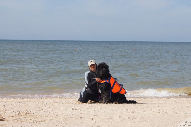 Фото: Александра Фетисова, ньюфаундленд Бегущая по Волнам Фогет Ми Нот