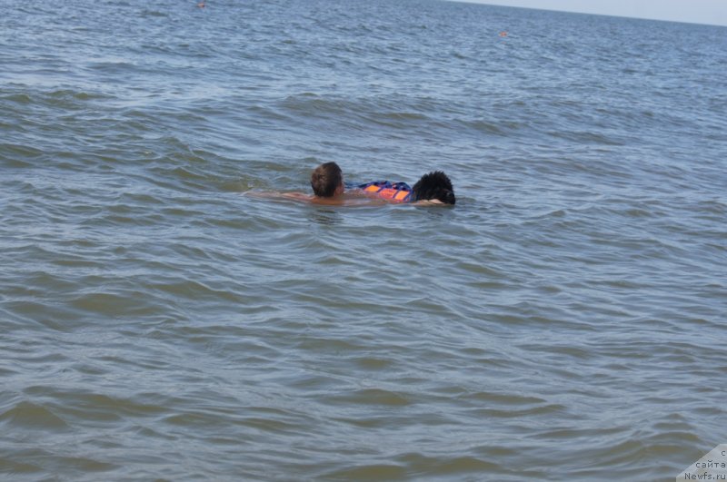 Фото: Дмитрий Фетисов, ньюфаундленд Бегущая по Волнам Фогет Ми Нот