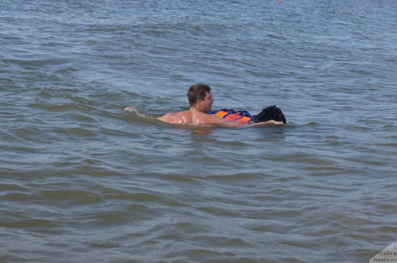 Фото: Дмитрий Фетисов, ньюфаундленд Бегущая по Волнам Фогет Ми Нот