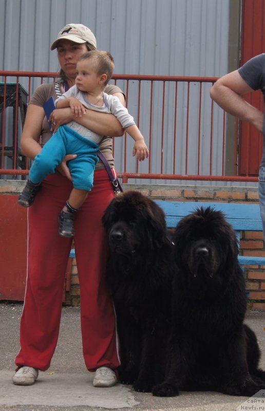 Фото: Александра Фетисова, ньюфаундленд Сент Джонс Лесная Фея, ньюфаундленд Бегущая по Волнам Фогет Ми Нот