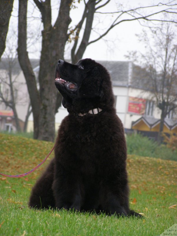 Фотография № 136267