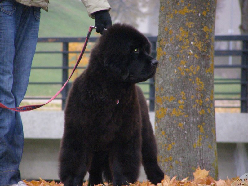 Фотография № 136268