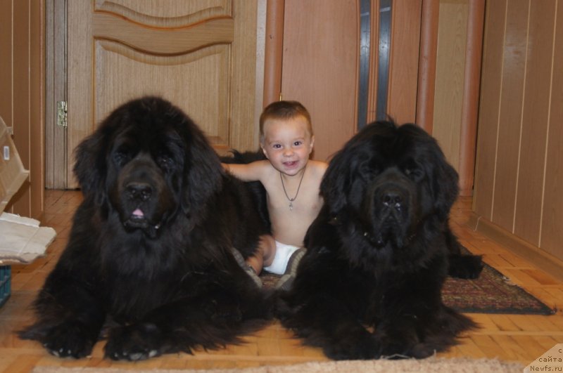 Фото: ньюфаундленд Сент Джонс Лесная Фея, ньюфаундленд Бегущая по Волнам Фогет Ми Нот