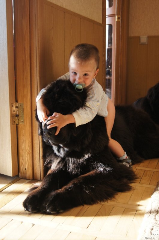 Фото: ньюфаундленд Сент Джонс Лесная Фея