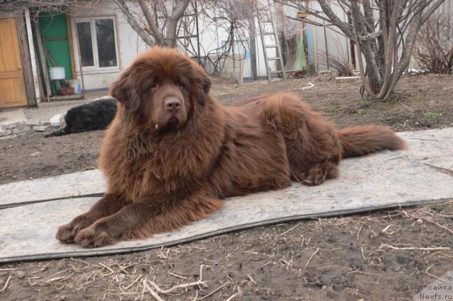 Фото: ньюфаундленд Аркадия Виват Арбона