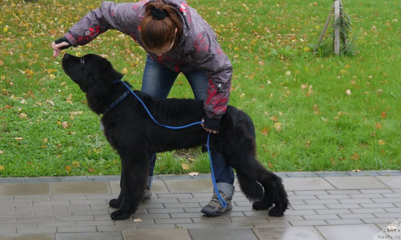 Фото: ньюфаундленд Черный Чанк с Берега Дона (Chernyj Chank s Berega Dona)