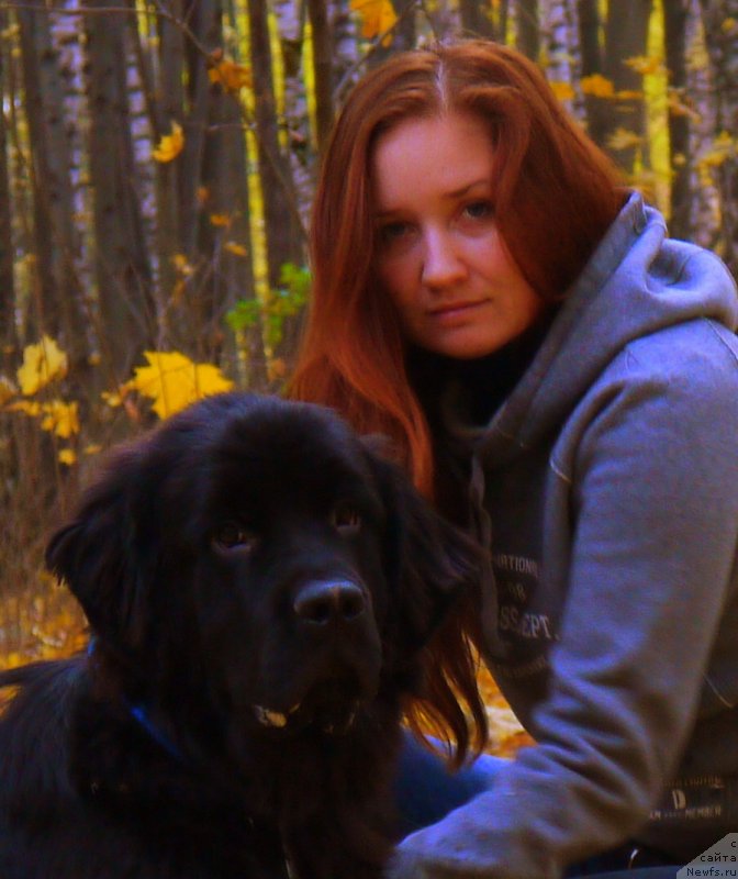 Фото: ньюфаундленд Черный Чанк с Берега Дона (Chernyj Chank s Berega Dona)