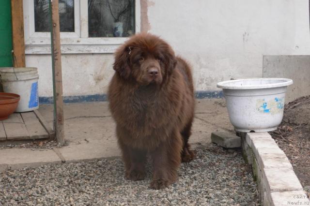 Фото: ньюфаундленд Аркадия Виват Арбона