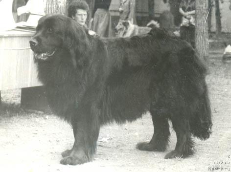 Фото: ньюфаундленд Кода