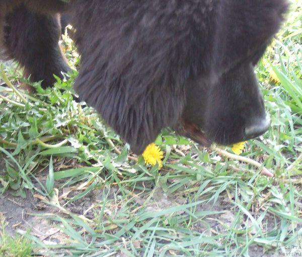 Фото: ньюфаундленд Сент Джонс Отрада